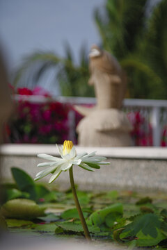 白莲花