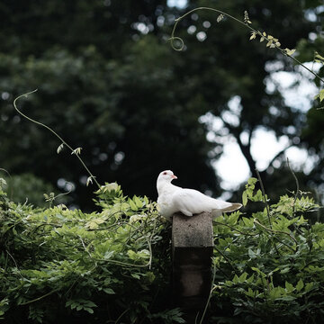 鸽子