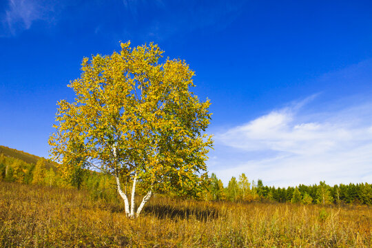 秋季一棵白桦树