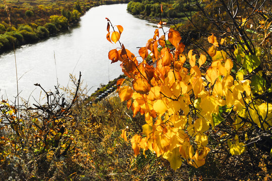 秋季山坡金色树叶