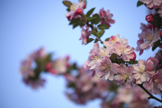 春天的西府海棠花