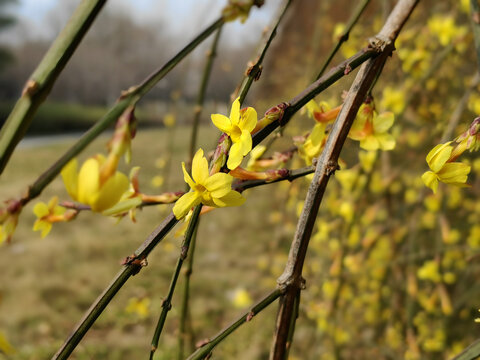 迎春花