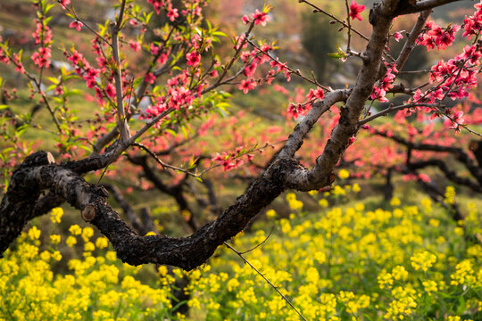 桃花园