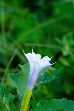 曼陀罗花