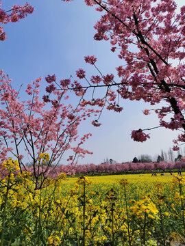 樱花树