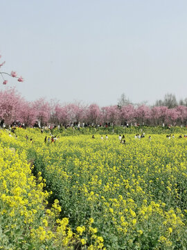 油菜花因