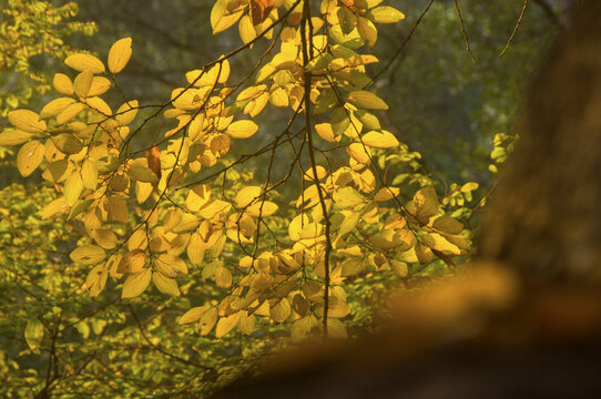 朴树黄叶子