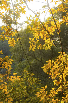 朴树叶子黄了