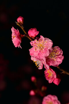 高清超清梅花素材