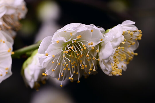 高清超清梅花素材