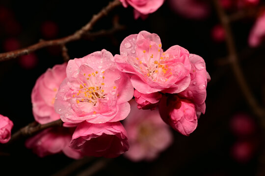 高清超清梅花素材