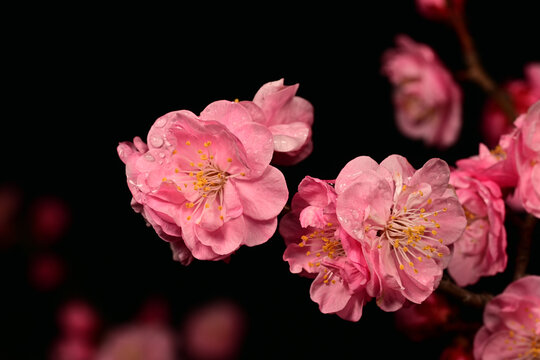 高清超清梅花素材