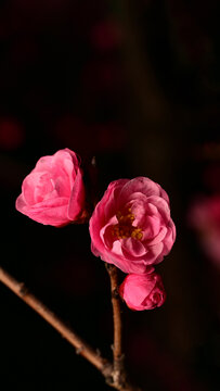 超清高清梅花素材