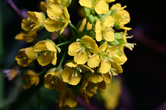 高清油菜花素材