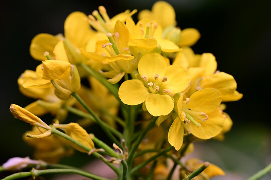 高清油菜花素材