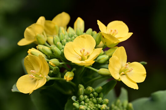 高清油菜花素材