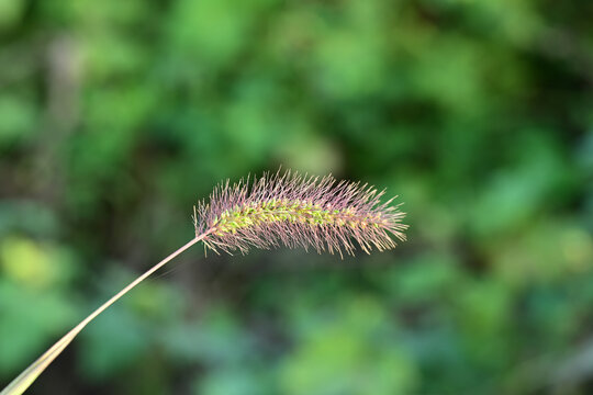 狗尾草