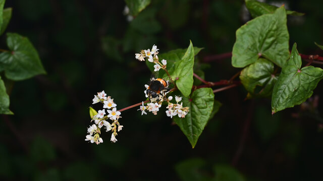 蜜蜂与花