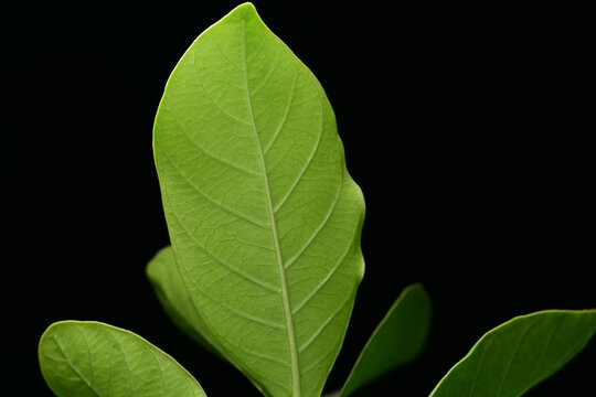 栀子花叶子