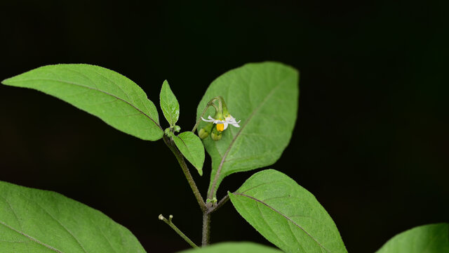 少花龙葵