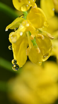 水珠油菜花素材