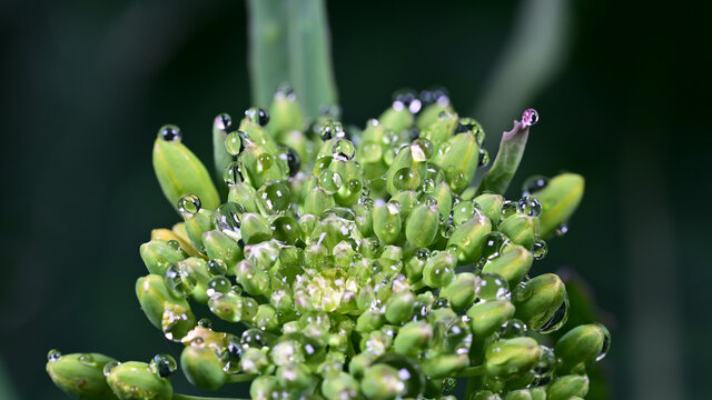 水珠油菜花素材