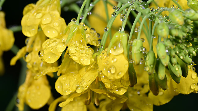 水珠油菜花素材