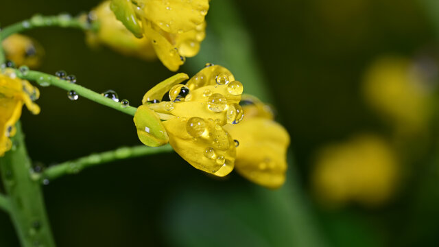 水珠油菜花素材