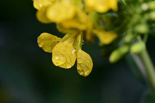 水珠油菜花素材