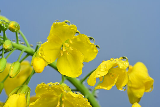 水珠油菜花素材