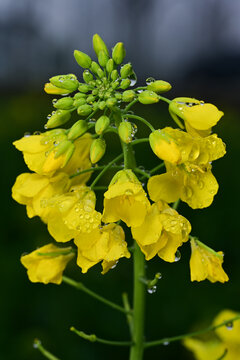 水珠油菜花素材