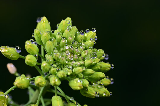 水珠油菜花素材