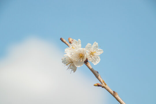 樱桃花特写