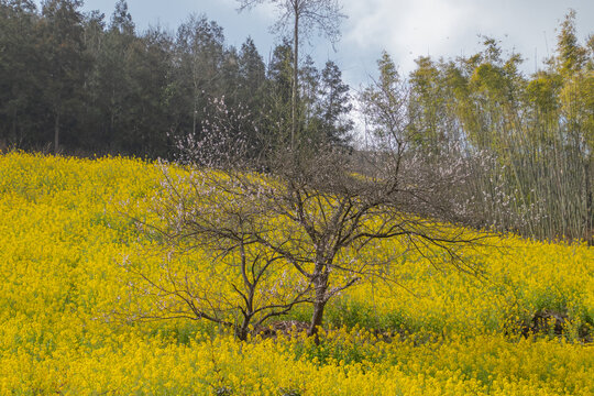 一片油菜花