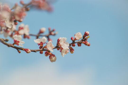 蓝天下的梅花开放特写