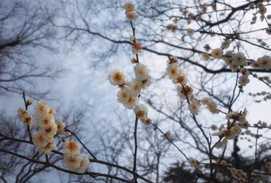 春天开放的樱花