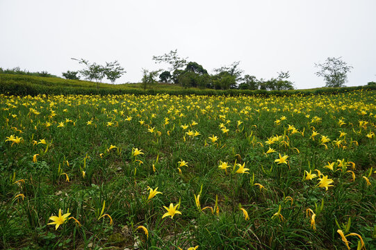 花田