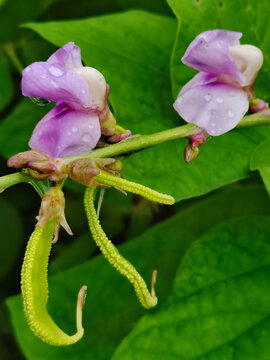 芸豆开花