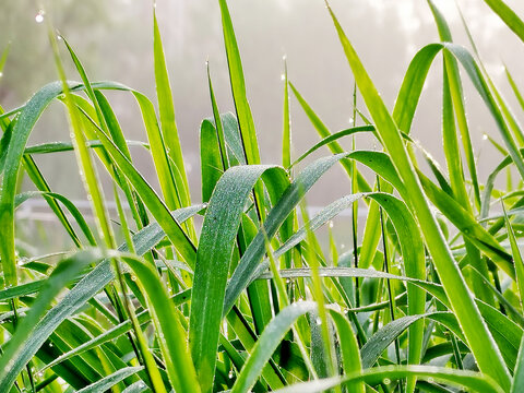 阳光草地