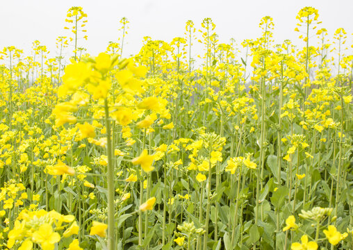 油菜花田