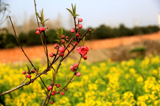 桃花与油菜花