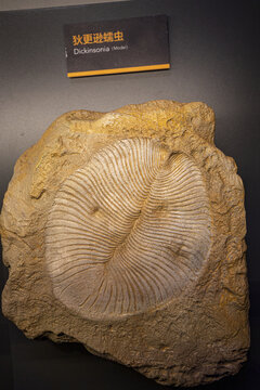 狄更逊蠕虫化石