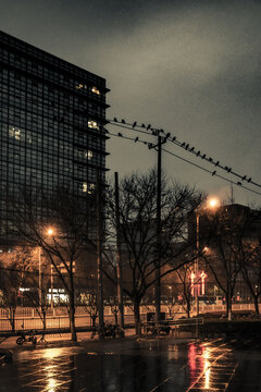 雨后清晨街道和电线上的乌鸦