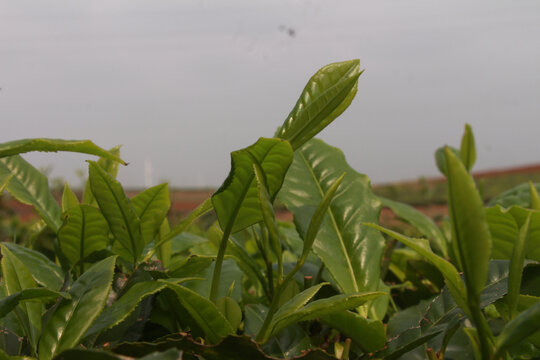 春季茶叶新芽