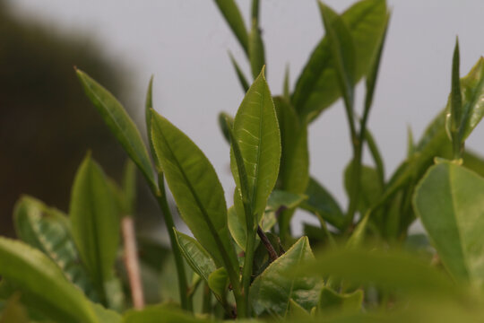 春季茶叶新芽