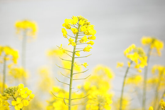 油菜花