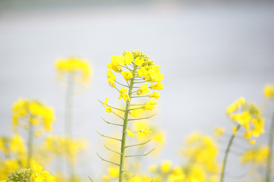 油菜花