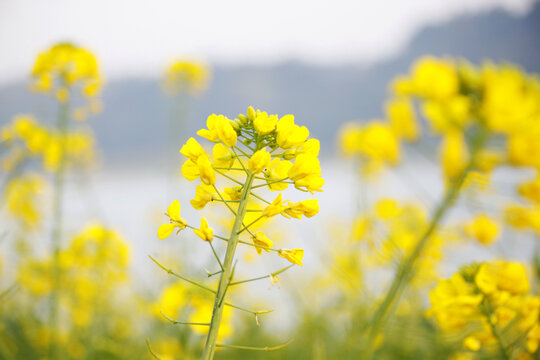 油菜花