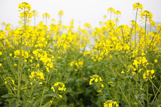 油菜花