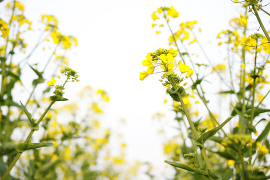 油菜花